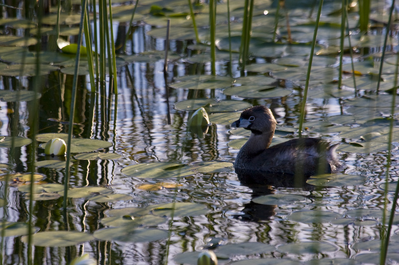 Pied-Billed Grebe